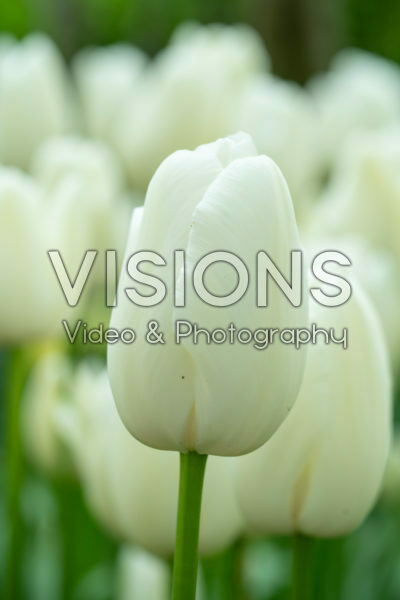 Tulipa Maureen