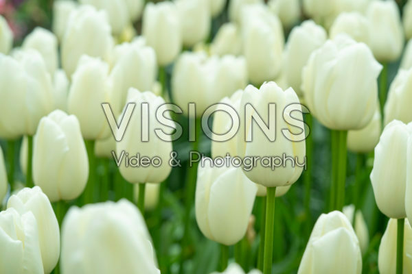 Tulipa Maureen