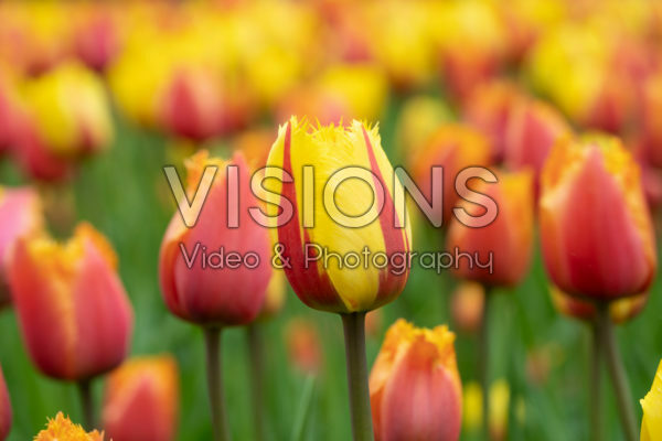 Tulipa Flamenco