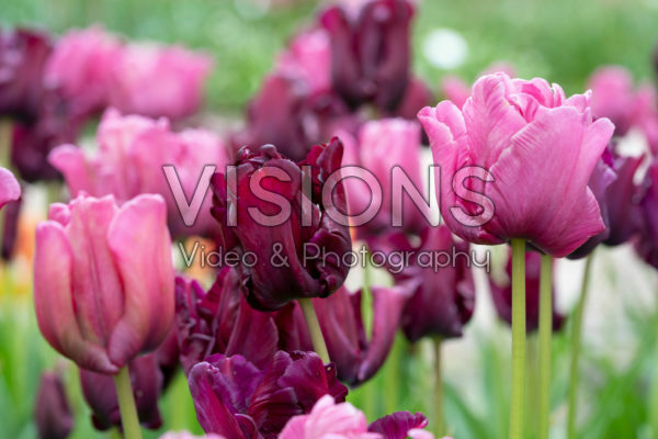 Tulipa Victoria's Secret mix Tulipa Victoria's Secret mix