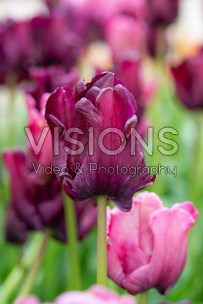 Tulipa Victoria's Secret Tulipa Victoria's Secret