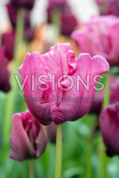 Tulipa Pink Victoria's Secret