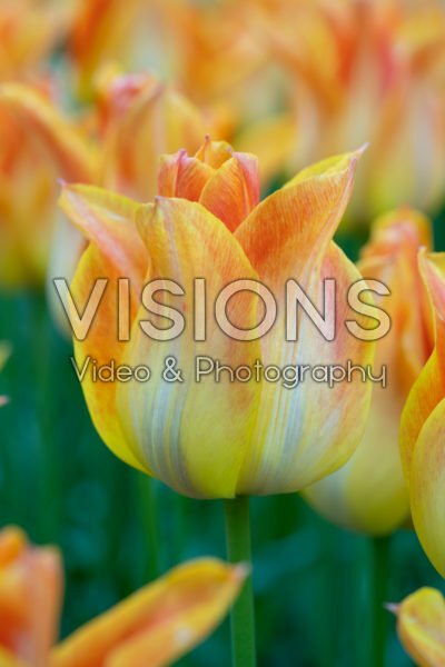 Tulipa Je t'aime Tulipa Je t'aime