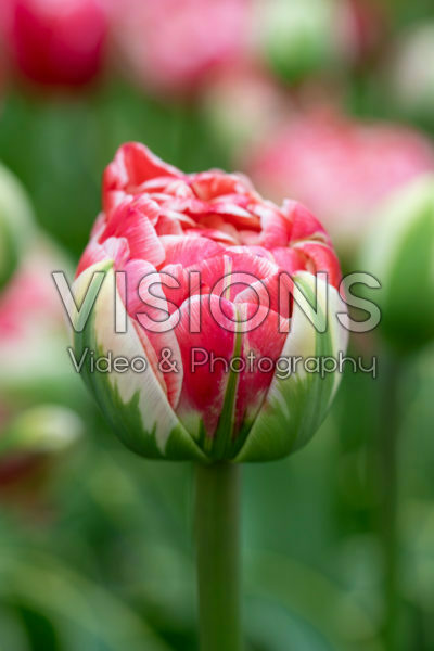 Tulipa Dazzling Sensation
