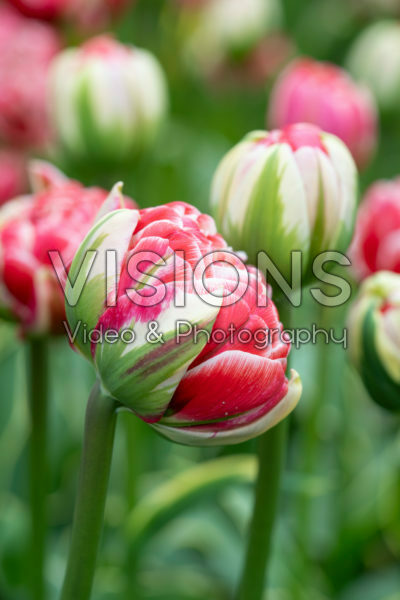 Tulipa Dazzling Sensation