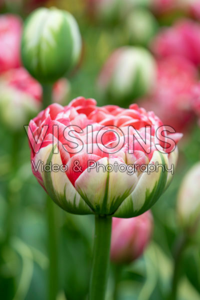 Tulipa Dazzling Sensation