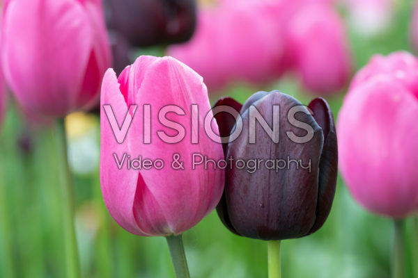 Tulipa Don Quichotte, Queen of Night Tulipa Don Quichotte, Queen of Night