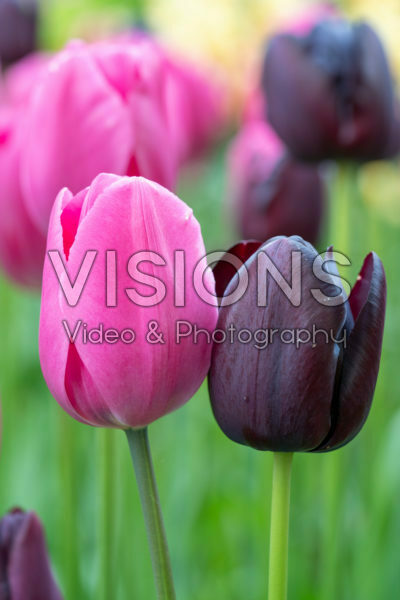 Tulipa Strike Pink mix Tulipa Strike Pink mix