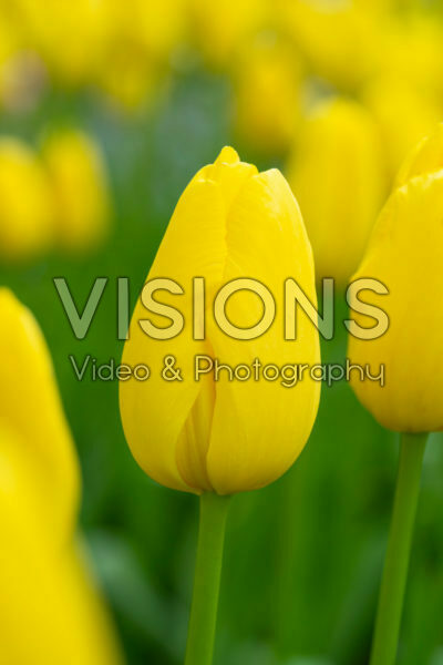 Tulipa Mrs. John T. Scheepers Tulipa Mrs. John T. Scheepers