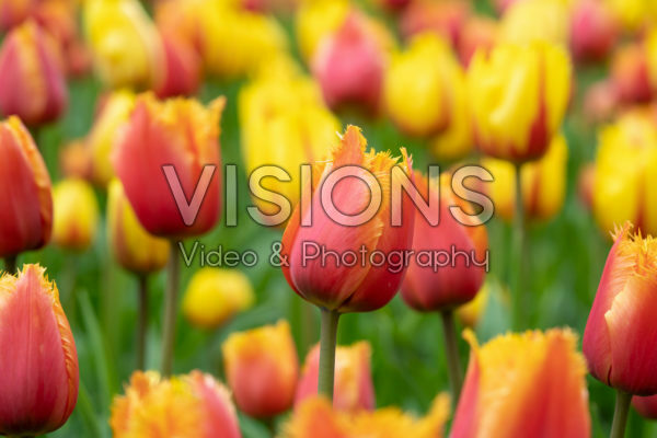 Tulipa Lambada Tulipa Lambada