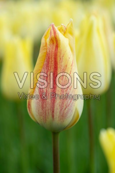 Tulipa First Proud Tulipa First Proud