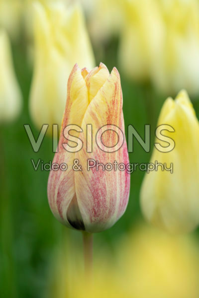Tulipa First Proud Tulipa First Proud