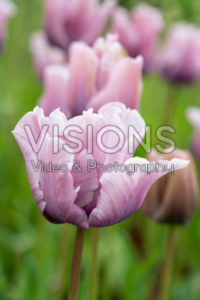 Tulipa James Last