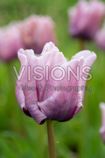 Tulipa James Last Tulipa James Last
