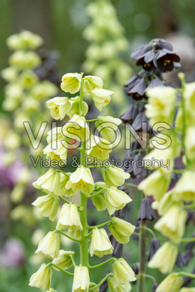 Fritillaria persica gemengd Fritillaria persica gemengd