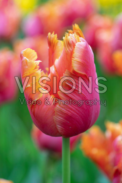 Tulipa Amazing Parrot