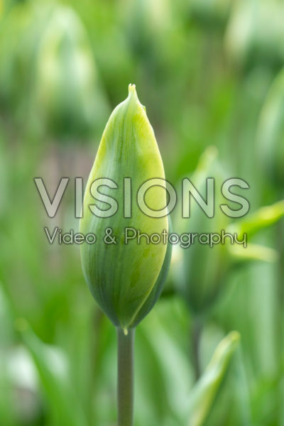 Tulipa Green King Tulipa Green King