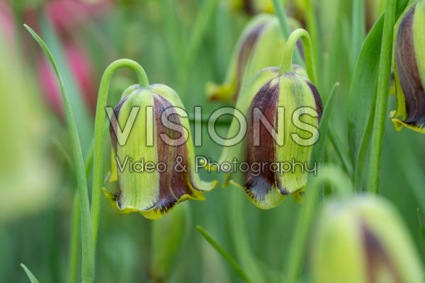 Fritillaria acmopetala Fritillaria acmopetala