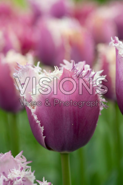 Tulipa Cummins Tulipa Cummins