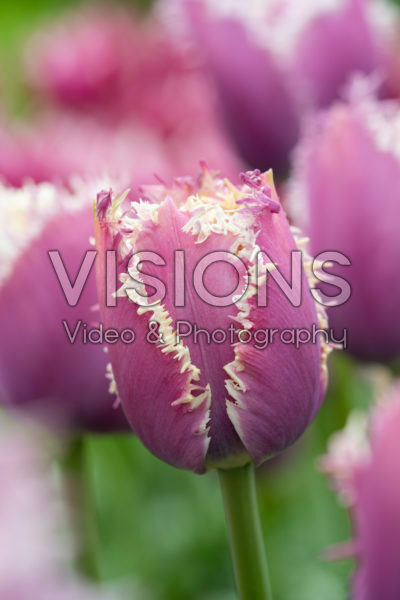 Tulipa Cummins Tulipa Cummins