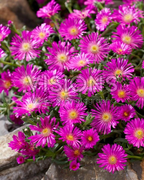 Delosperma Ocean Sunset Violet Delosperma Ocean Sunset Violet