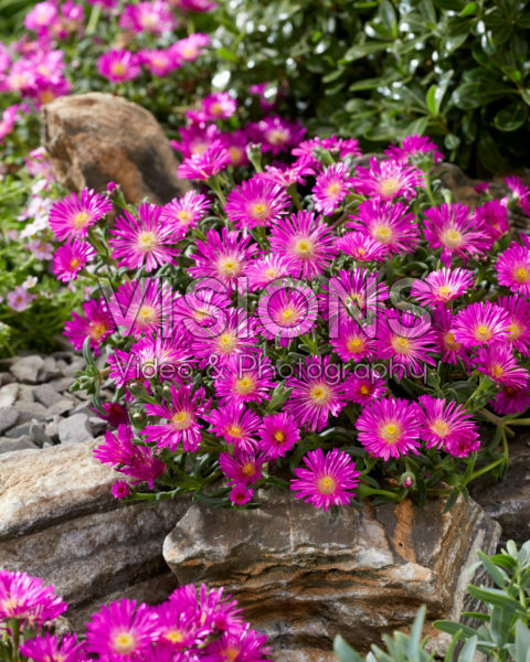 Delosperma Ocean Sunset Violet