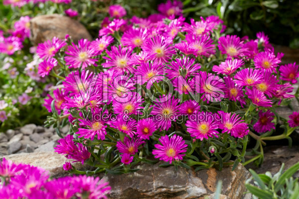 Delosperma Ocean Sunset Violet