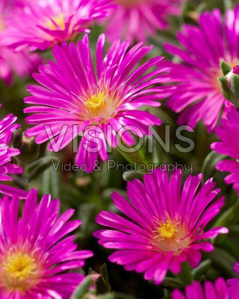 Delosperma Ocean Sunset Violet Delosperma Ocean Sunset Violet