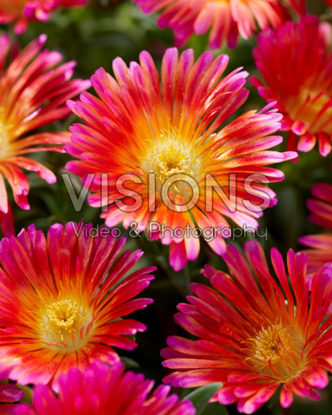Delosperma Ocean Sunset Orange Glow Delosperma Ocean Sunset Orange Glow