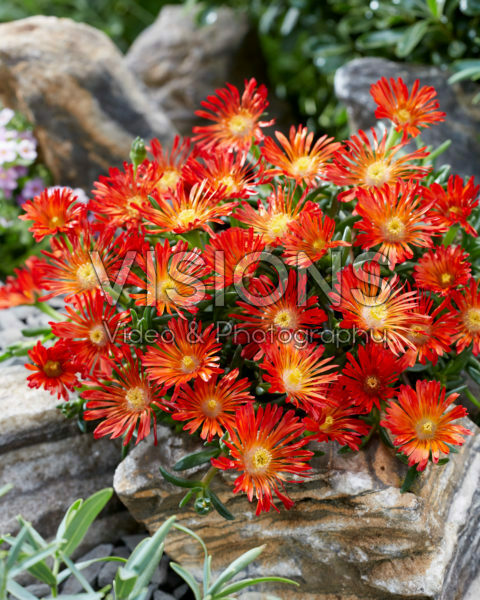 Delosperma Ocean Sunset Orange Vibe Delosperma Ocean Sunset Orange Vibe