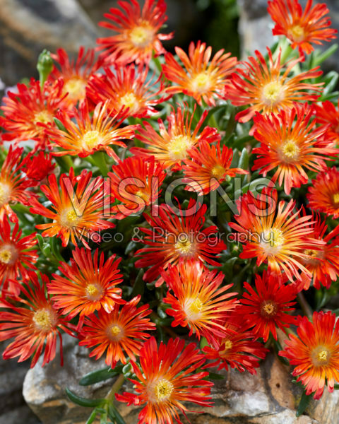 Delosperma Ocean Sunset Orange Vibe Delosperma Ocean Sunset Orange Vibe