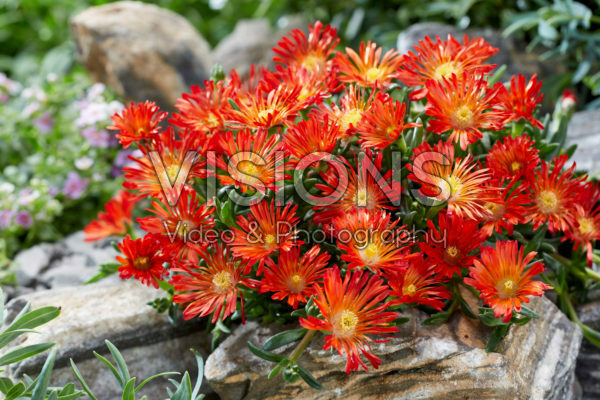 Delosperma Ocean Sunset Orange Vibe