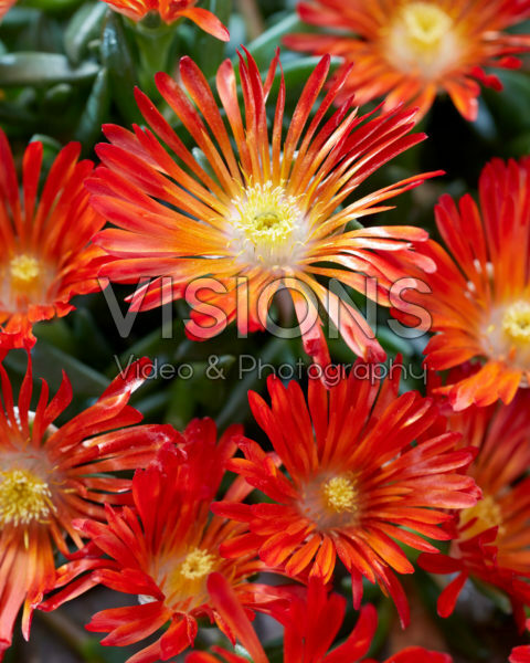 Delosperma Ocean Sunset Orange Vibe