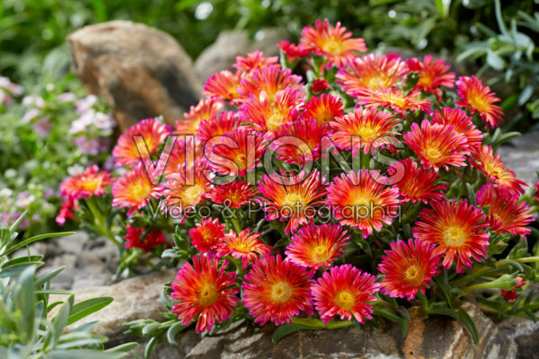 Delosperma Ocean Sunset Orange Glow