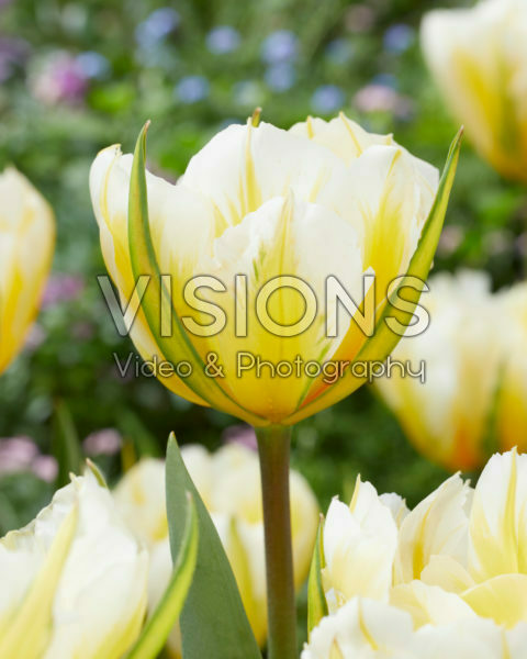 Tulipa Sweet Valley