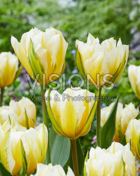 Tulipa Sweet Valley Tulipa Sweet Valley