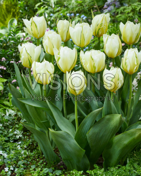 Tulipa White Valley Tulipa White Valley
