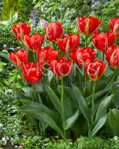 Tulipa Love Valley Tulipa Love Valley