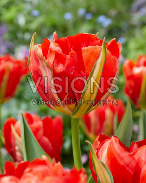 Tulipa Love Valley