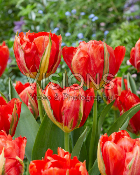 Tulipa Love Valley Tulipa Love Valley
