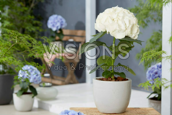 Hydrangea Akito Hydrangea Akito