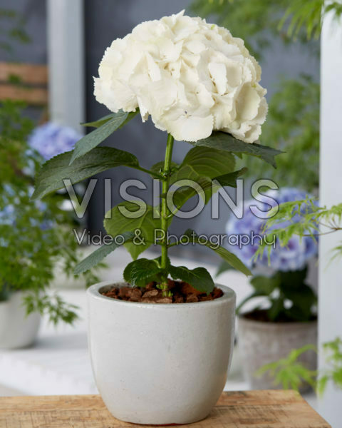 Hydrangea Akito