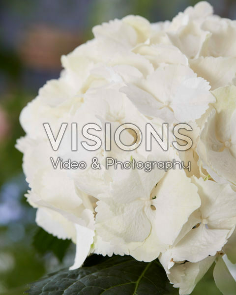 Hydrangea Akito Hydrangea Akito
