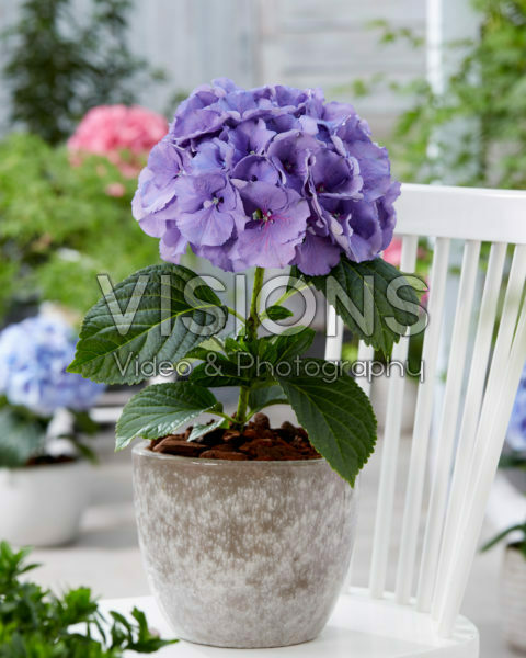 Hydrangea paars Hydrangea paars