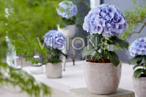 Hydrangea Milka Hydrangea Milka