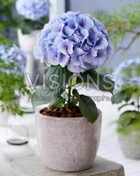 Hydrangea Milka Hydrangea Milka