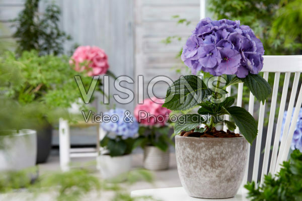 Hydrangea purple Hydrangea purple
