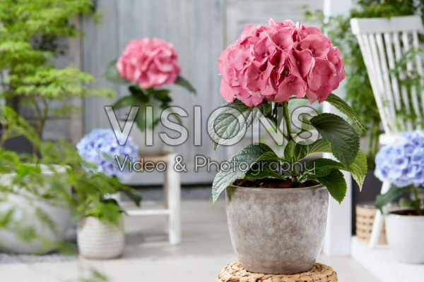 Hydrangea Raspberry