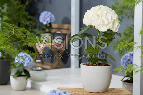 Hydrangea Akito Hydrangea Akito