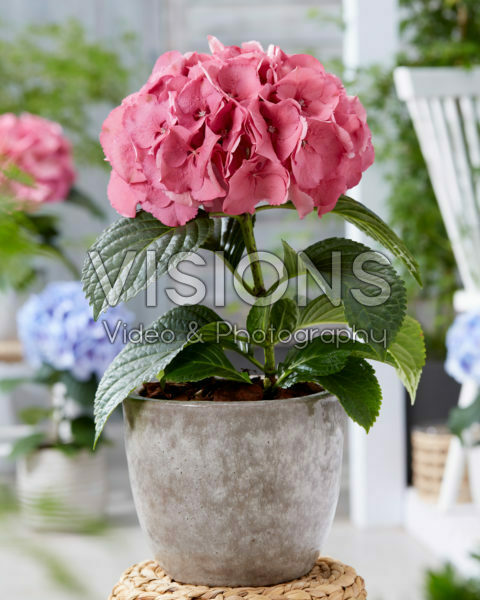 Hydrangea Raspberry Hydrangea Raspberry